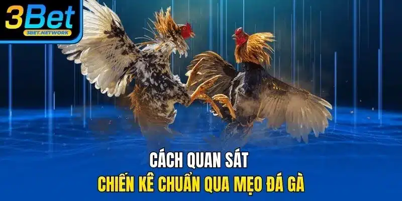 Cách quan sát chiến kê chuẩn qua mẹo đá gà